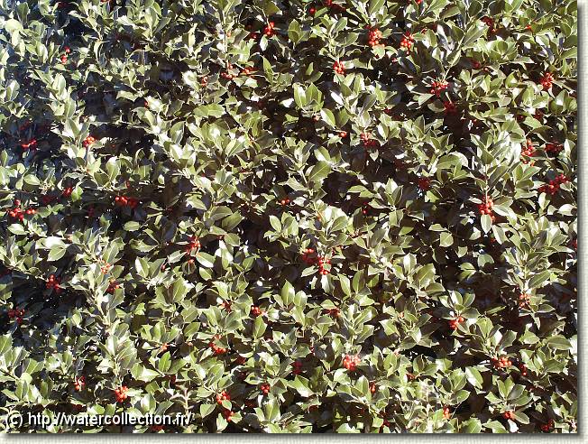 Diapositive suivante